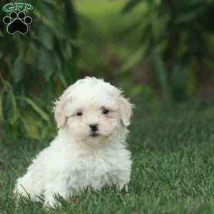 Caroline, Toy Poodle Mix Puppy